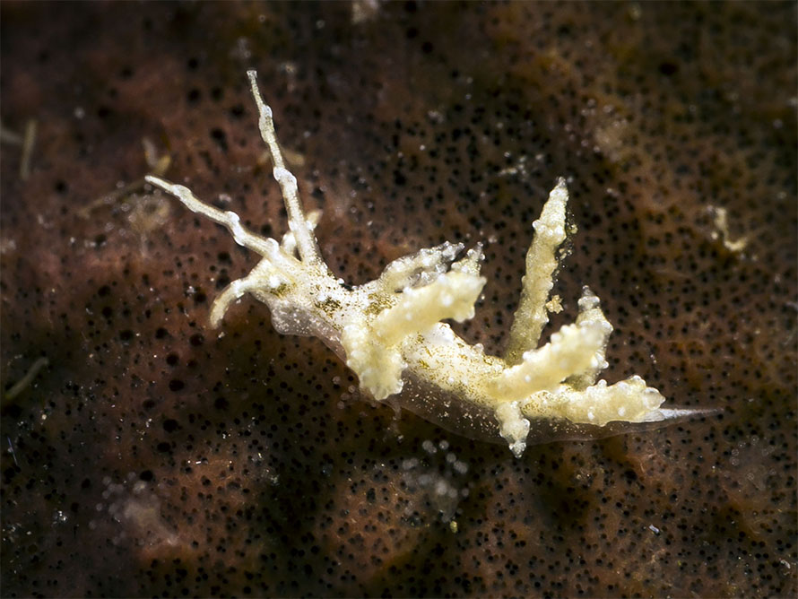 Eubranchus sp. AB